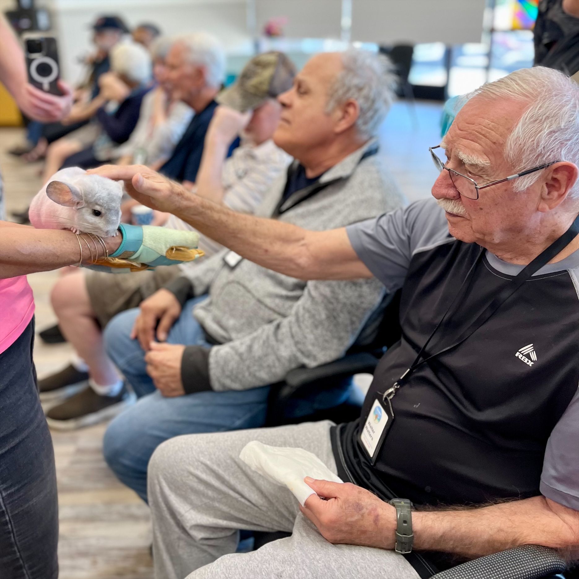 A member petting a visiting chinchilla during an animal visit.